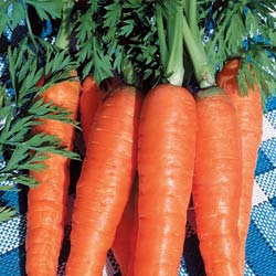 Carrot seeds - Amsterdam forcing Carrot